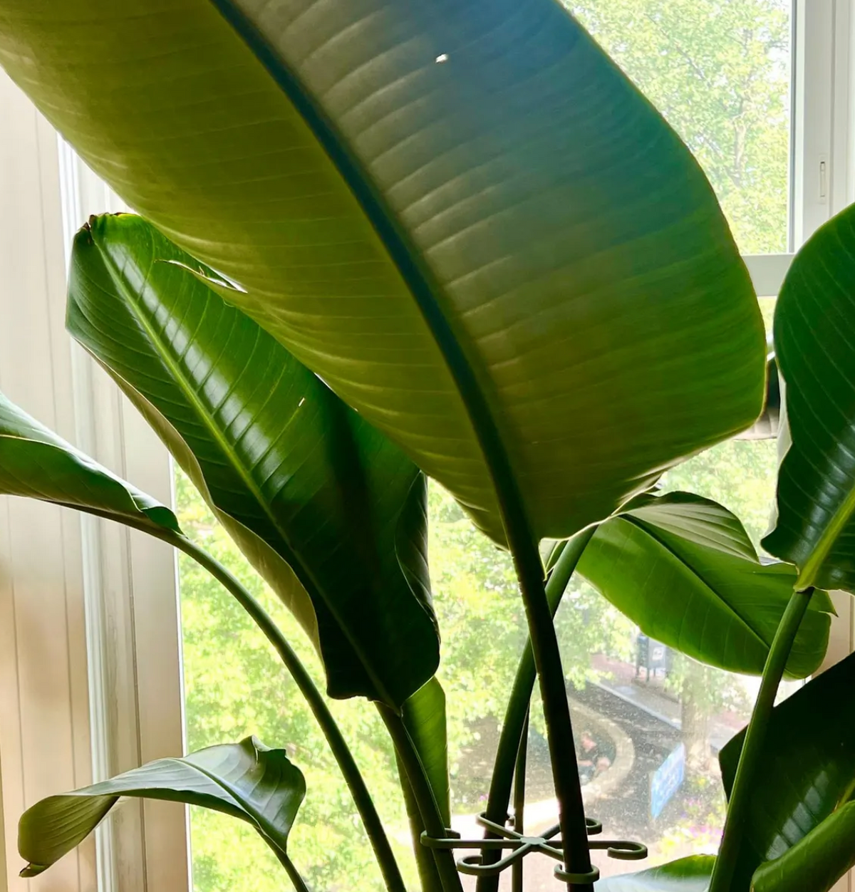 Plant Stem Supports